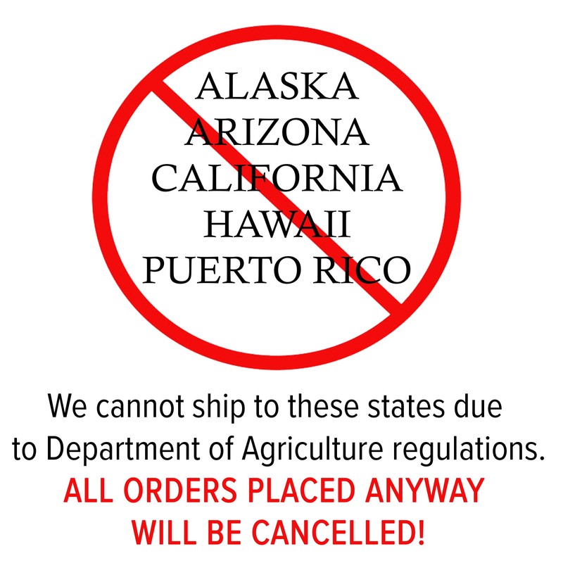 Generic Swamp White Oak, Long-Living, Shade Tree, Acorn Producing, 1