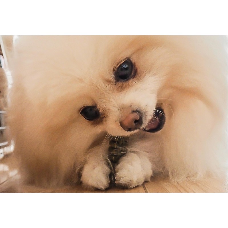 Denti Three Fairy EX Small 14pcs