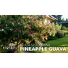 Pineapple Guava - 3 Live Plants - Feijoa Sellowiana -
