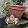 Objectz Hedgehog Group with Toadstool Table or Garden Decoration, Beautiful
