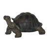 Pet Pal Baby Tortoise in Carrier