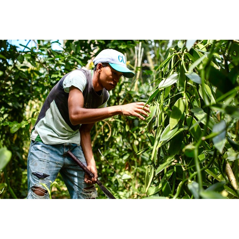 50 Madagascar Vanilla Beans Grade A 14-16cm 150g