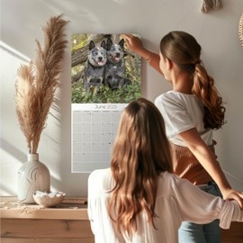 2024 2025 Blue Heeler Dog Calendar - Dog Breed Monthly Wall Calendar - 12 x 24 Open - Thick No-Bleed Paper - Giftable - Academic Teacher's Planner Calendar Organizing & Planning - Made in USA