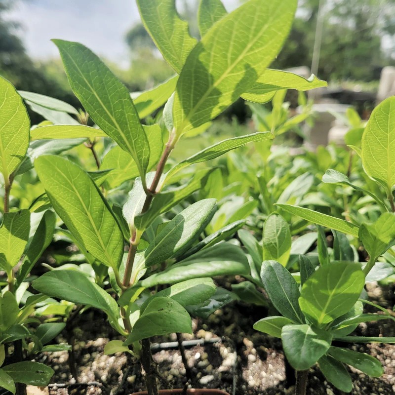 Roots Hall's Honeysuckle starter Live Plant - 1 Stem with