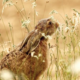 Abacus Cards General Male/Female Blank/Birthday Card - Brown Hare & Crops - Eco-Friendly & Recyclable - From the BBC Springwatch Range