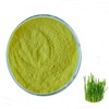 Barley Sprout Extract Powder 100g Sample