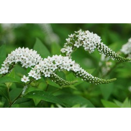White (25) Bare Root Gooseneck Loosestrife Perennial Live Garden Plant White Flower