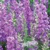 Fairy7Seas Larkspur Seeds - Delphinium Consolida - Lilac Spire -