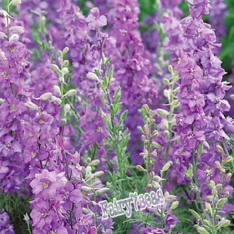 Fairy7Seas Larkspur Seeds - Delphinium Consolida - Lilac Spire -
