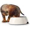 Hunter Melamine Bowl for Dogs and Cats with Removable Stainless