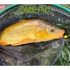 searigs Carp Hut Pop-Up Sweetcorn Bait, 12mm x 8mm, Yellow,