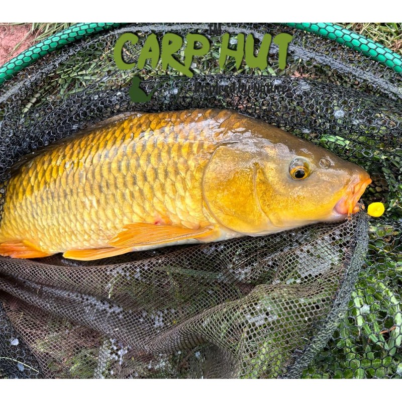 searigs Carp Hut Pop-Up Sweetcorn Bait, 12mm x 8mm, Yellow,