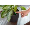 Scotts Indoor Plant Food Spikes, Includes 48 Spikes - Continuous
