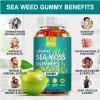 MENXI 2px Organic Sea Moss Gummies 2000mg - Irish sea