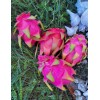 sunshine seeds Pink / White Dragonfruit Seeds / ORGANIC / FLORIDA GROWN (50)