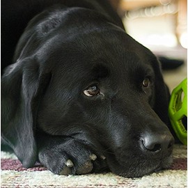 Black Labrador Dog Greeting Card - Square