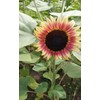 20 Pcs Multicolor Dwarf Variegated Sunflower Seeds Plant