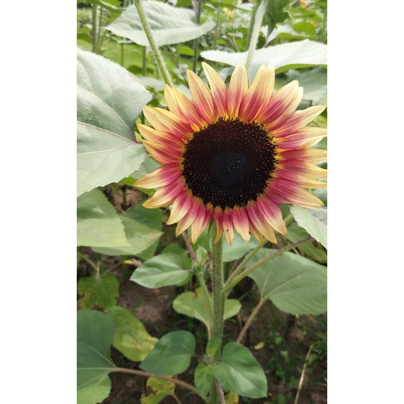 20 Pcs Multicolor Dwarf Variegated Sunflower Seeds Plant