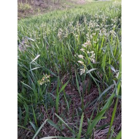TribalEarthAlliance 50+ premium organic sweetgrass seeds -$12.00 - perfect for crafts/smudgin