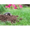 Epic Professional Mole Scram Repellent 10lb Bag