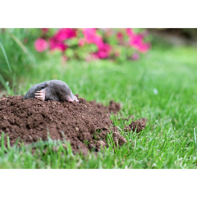 Epic Professional Mole Scram Repellent 10lb Bag