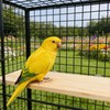 3 Pack Bird Perch Stand, Natural Wood Platform and Playground