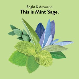 Choice Organics - Organic Mint Sage Tea (6 Pack) - Organic Herbal Tea - 96 Tea Bags