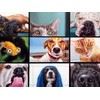 Buffalo Games - Pet's Virtual Hangout - 750 Piece Jigsaw