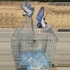 Pigeon Cage, Household Automatic Sky Falling Bird Container Rotating Flip