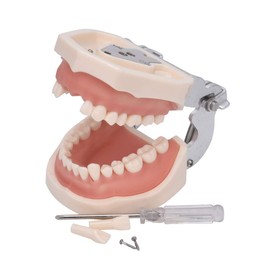 ANNWAH - Modelo de dientes de tipodont dental, modelo de dientes completamente desmontables, adecuado para enseñar, practicar y estudiar, viene con un pequeño destornillador
