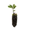 Oregon White Oak | Medium Tree Seedling | The Jonsteen