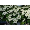 1 Live Kousa Dogwood Tree | 2-3' in an ABP