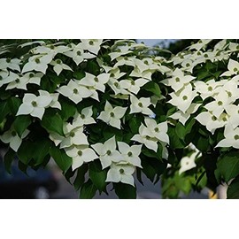 1 Live Kousa Dogwood Tree | 2-3' in an ABP Container