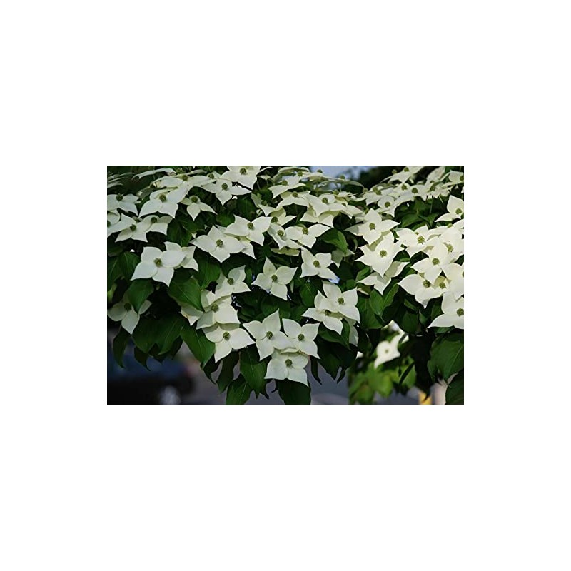 1 Live Kousa Dogwood Tree | 2-3' in an ABP