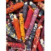 TomorrowSeeds - Painted Mountain Ornamental Corn (USDA Organic) Seeds -