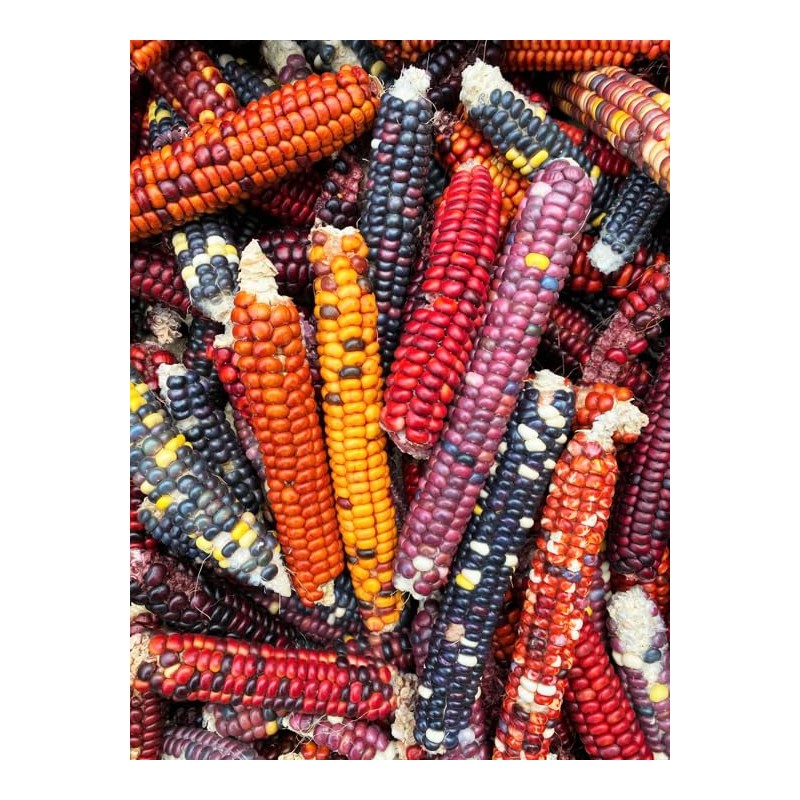TomorrowSeeds - Painted Mountain Ornamental Corn (USDA Organic) Seeds -