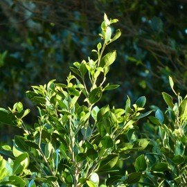 2 Live Bay Laurel Plants (Laurus Nobilis) – Aromatic Culinary Herb, Thriving in 2.5" Nursery Cubes