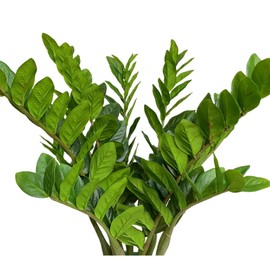 Raxcelivia Pack of 10 - Artificial Plants Real Touch Faux ZZ Plant Stems Zamioculas Zamiifolia Tropical Greenery Houseplant for Home Office Aesthetic Decor Indoor and Outdoor (Green)