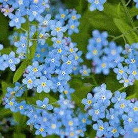 Outsidepride 5 lb. Annual Cynoglossum Blue Chinese Forget-Me-Not Wild Flower Seeds for Planting