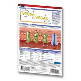 Cellular Respiration Pocket Chart - (4" x 6" Laminated) Biology Quick Reference Guide by Permacharts