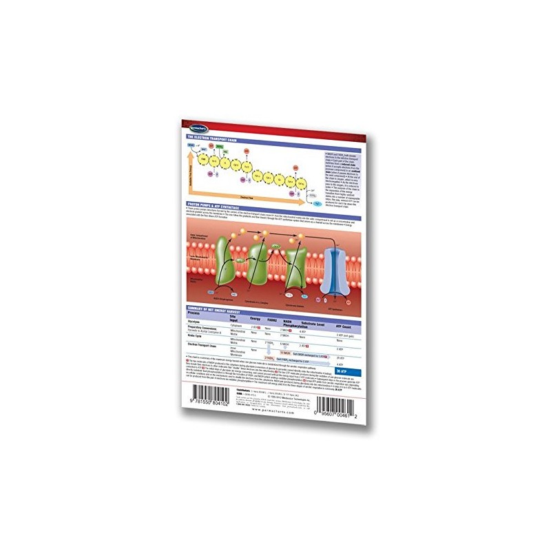 Cellular Respiration Pocket Chart - (4" x 6" Laminated) Biology