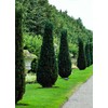 Hetzi Juniper | 3 Live Gallon Size Trees | Juniperus