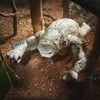 Dungeons & Dragons Honor Among Thieves Golden Archive Owlbear/Doric Collectible