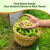 Outsidepride Annual Fava Beans Seeds - 1 lb. High-Protein Forage