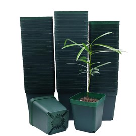 RooTrimmer Square Seedling Nursery Pots 3.15 Inches 100 Pcs for Small Succulents or Cacti Flower Plastic Pots Sturdy Reusable (Green, 3.14Inches,100Pcs)