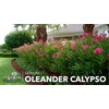 Oleander Calypso Nerium | 1 Extra Large 3 Gallon Plant