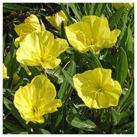 Everwilde Farms - 1/4 Lb Missouri Evering Primrose Native Wildflower Seeds - Gold Vault