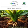 Sala Ginger Oil Aroma Essential Oil Natural Organic – for