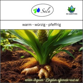 Sala Ginger Oil Aroma Essential Oil Natural Organic – for Consumption – 10 ml