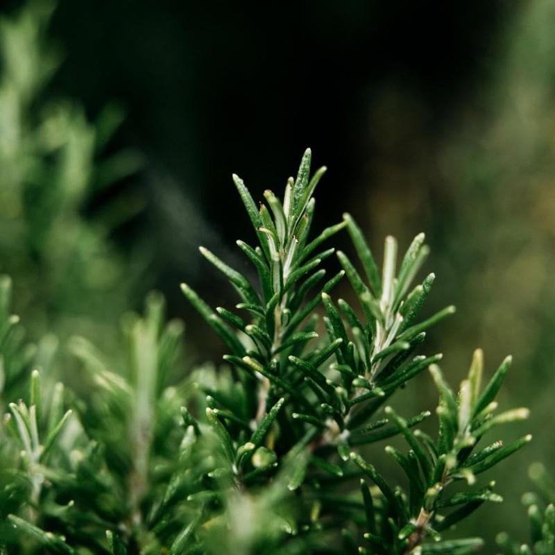 St Eval Bay & Rosemary Scented Tealights | Earthy Herbal